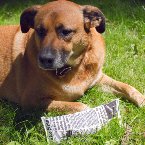 Fake News Krant Hondenspeeltje